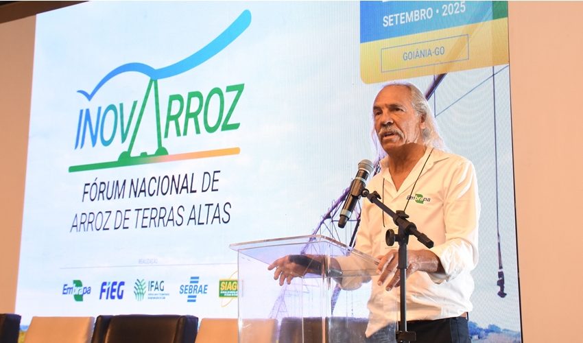 Embrapa propõe ação da cadeia produtiva para fortalecer o arroz de terras altas no Cerrado