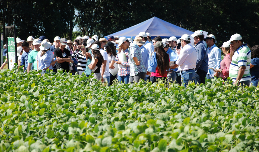 Embrapa levará os mais recentes lançamentos de cultivares de arroz e feijão na AgroBrasília 2026