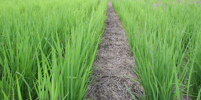  Publicação aponta cuidados para o sucesso do arroz de terras altas em Plantio Direto