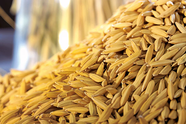 Importância do uso de sementes de boa qualidade de arroz irrigado para a safra 2011/2012