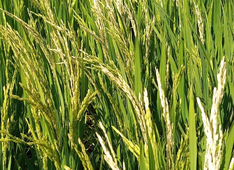  Estiagem e alta temperatura podem reduzir até 600 mil t na safra gaúcha de arroz