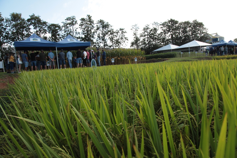  Expoagro: setor arroz apresenta quatro estações de lavouras demonstrativas