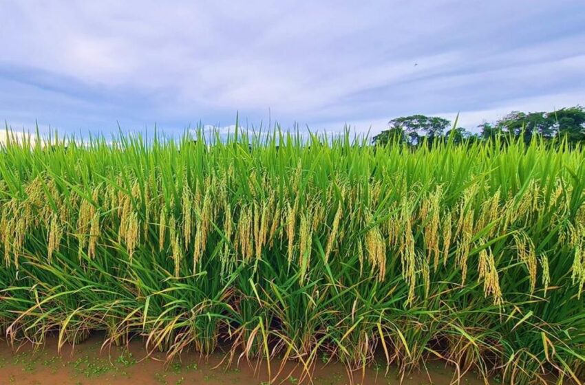  Embrapa lança cultivar de arroz BRS A706 CL