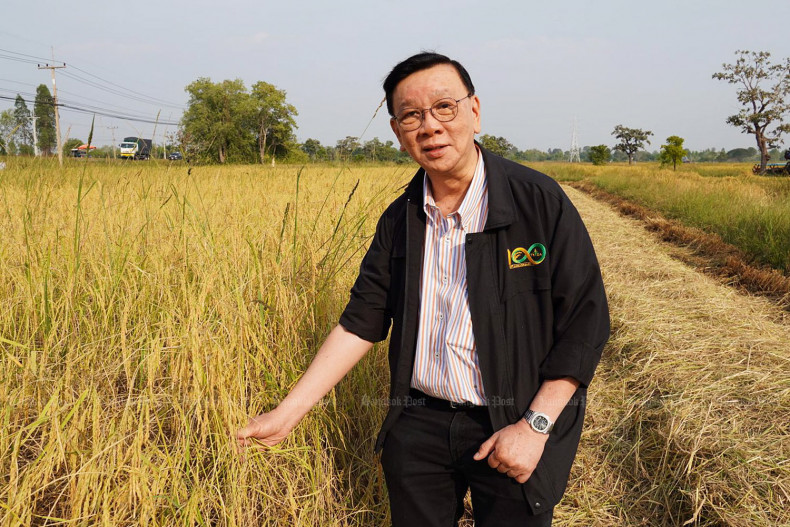  Exportações do arroz tailandês devem cair 15% em 2024