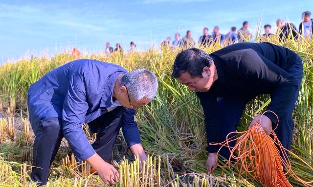 Nova variante de arroz super híbrido oferece alto rendimento recorde no sul da China