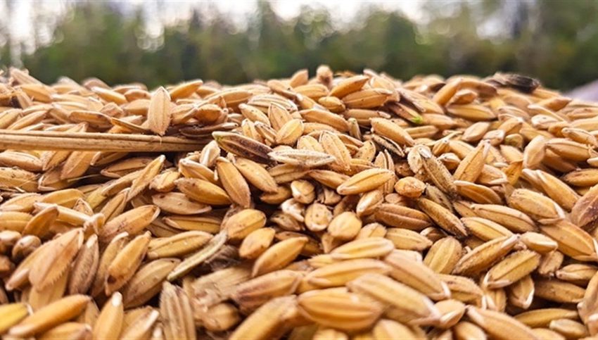 Preço do arroz dispara 22% e chega a R$ 73,60 por saca