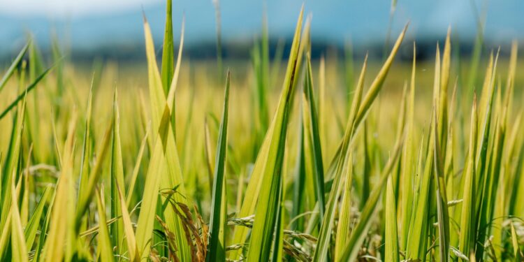Calor deixa país com menor estoque de arroz em 25 anos e cientistas correm para criar grão que suporte verões mais quentes