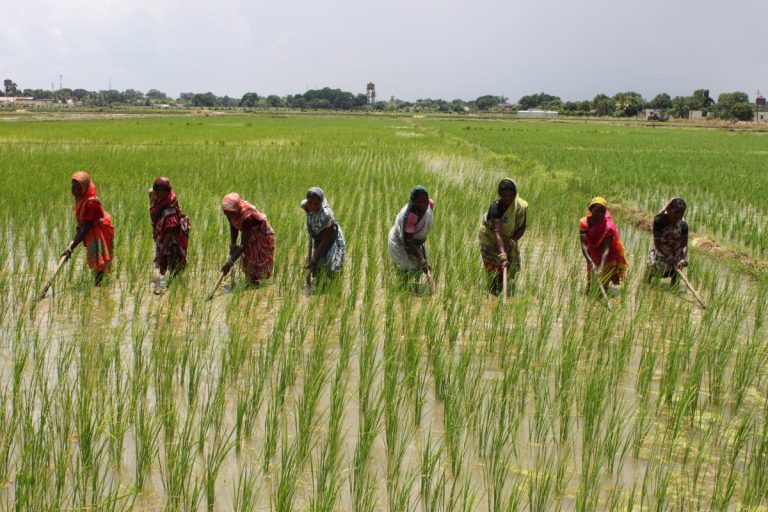  Índia estenderá restrição à exportação de arroz para garantir estabilidade doméstica
