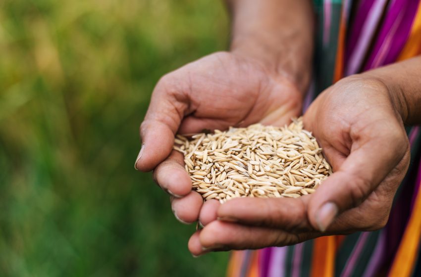  Governo federal não cortou R$ 5 bilhões de ajuda ao RS; valor ia para leilão de arroz