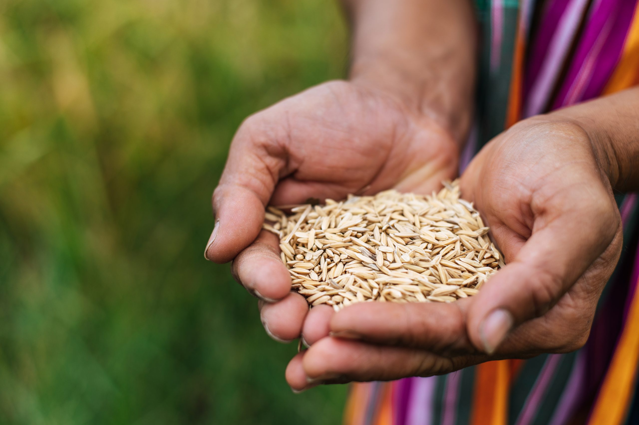 Close up and selective focus Of Farmer Hands Holding rice grains, copy space