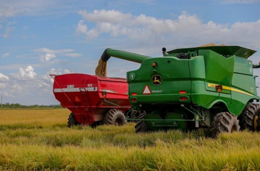 Corrientes foi a província que mais contribuiu para a produção de arroz