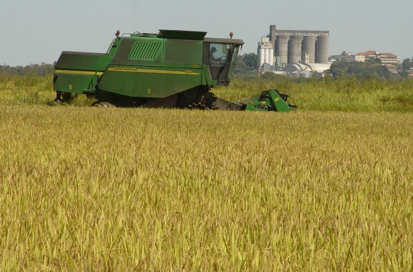  Arroz, milho e soja são 92% de toda a produção de grãos no Brasil