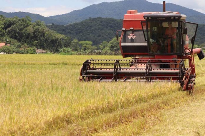  Colheita do arroz começou em Gaspar (SC)