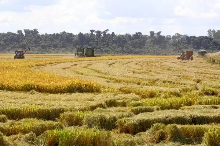  Preço de R$ 87,62 a saca de arroz é baixo, diz o setor arrozeiro