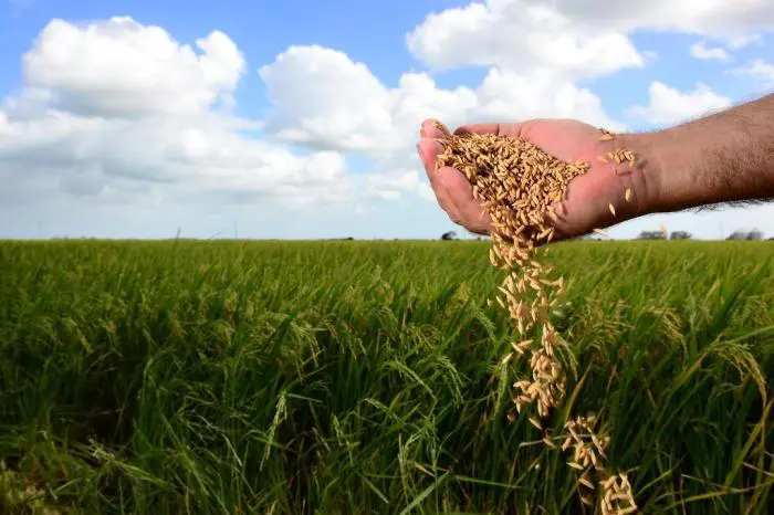  Produtores apostam em arroz e Brasil se aproxima de maior safra após seis anos