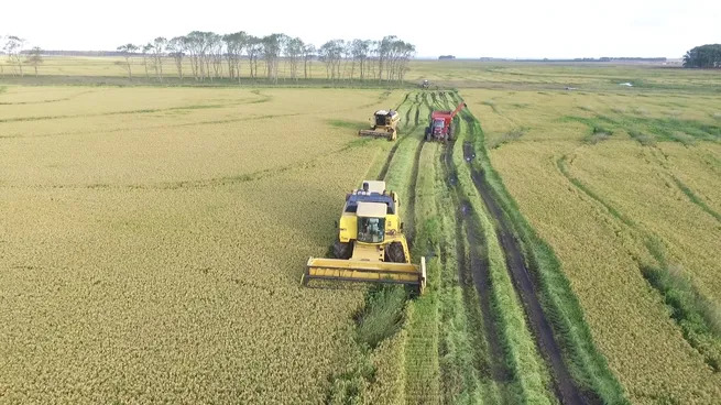  Uruguai: Rocha semeará até 10 mil/ha menos de arroz por falta de água