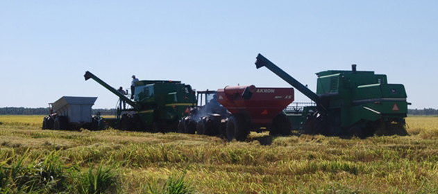  Argentina começa a colher arroz, mas perdeu área alagada