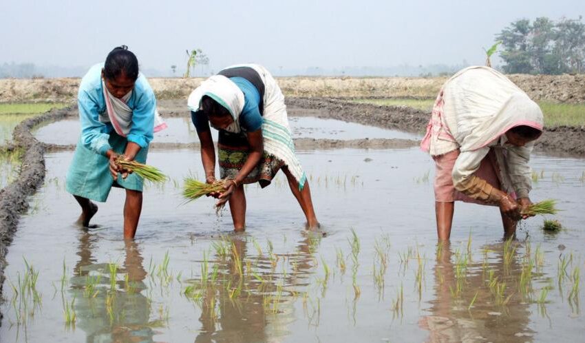  Índia anuncia queda de 8,8% na sua colheita de arroz