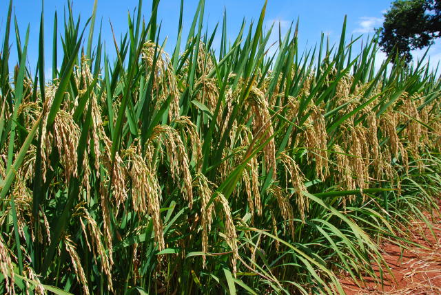 Área de cultivo de arroz deve mostrar nova retração
