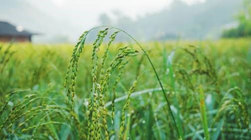  Nanopartículas fortalecem plantas de arroz e otimizam o valor nutricional do grão