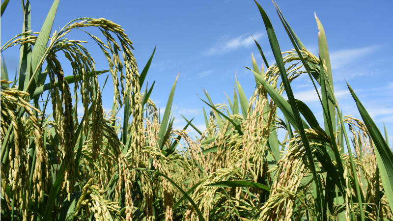 Nova publicação apresenta estratégias para enfrentamento da seca no cultivo do arroz de terras altas no cerrado