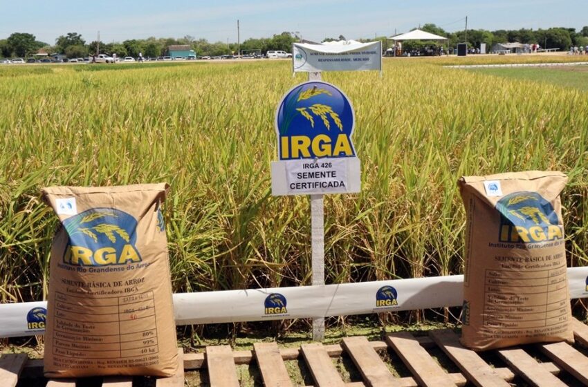  Irga lança nova cultivar de arroz na Expointer