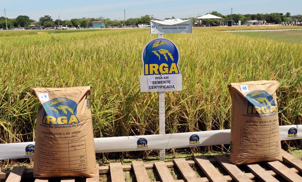 Irga Rice Irga lança nova cultivar de arroz na Expointer - Planeta Arroz