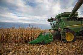  Colheita do milho chega a 90% da área no RS