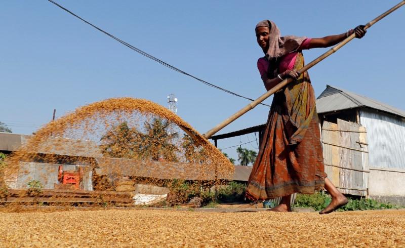  Índia prorroga até março sobretaxas sobre arroz parboilizado