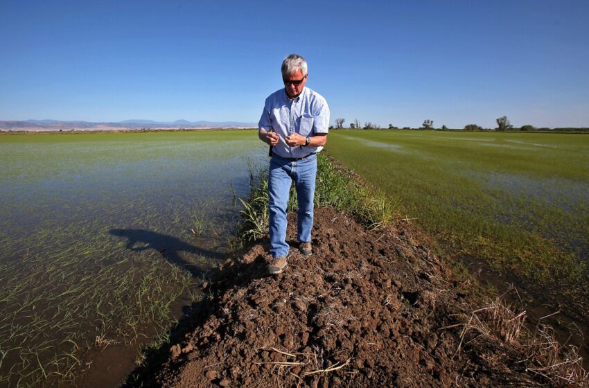  Área plantada de arroz na Califórnia despenca em meio a reduções de água