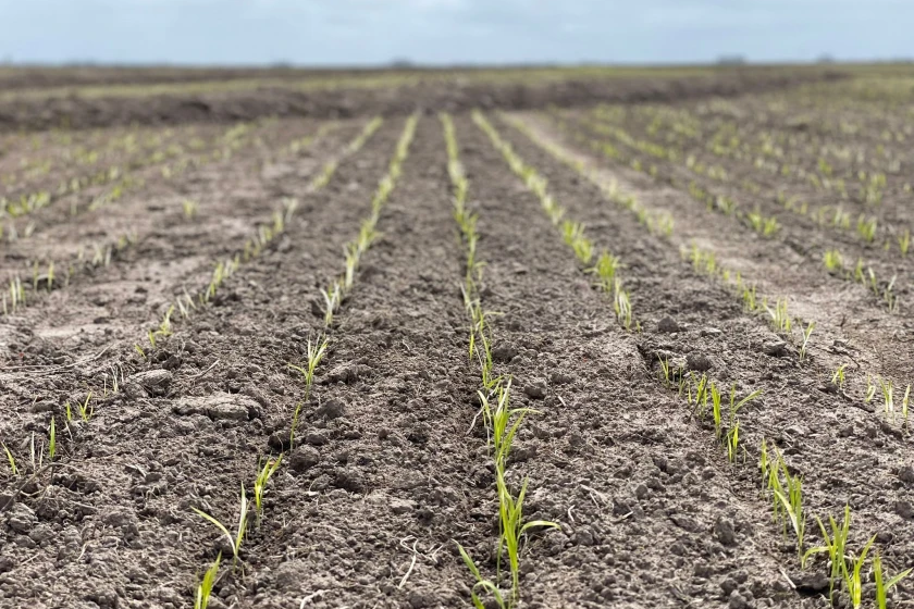  Chuvas atrasam fechamento do plantio de arroz no Uruguai