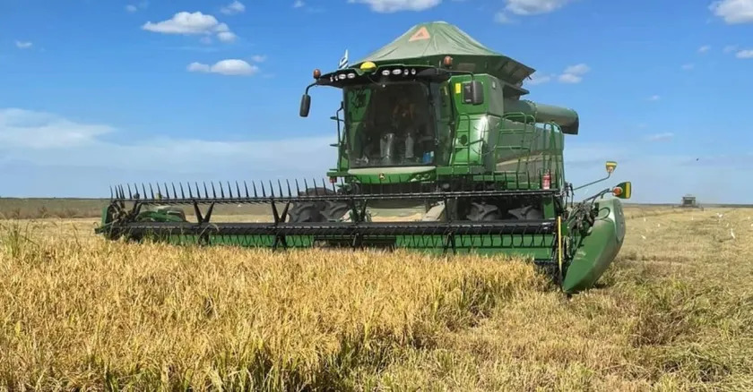  A maior produção de arroz da última década é esperada no Uruguai