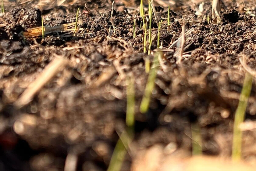  Plantações de arroz avançam no Uruguai: 13% em média já plantadas