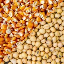  Governo derruba imposto de importação de milho e soja até o fim de 2021
