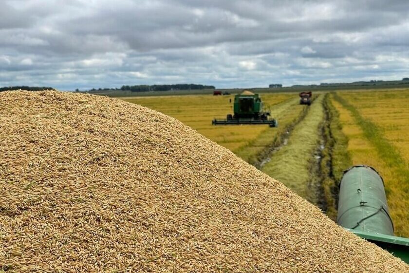 Finaliza colheita arrozeira e segue a de soja no Uruguai