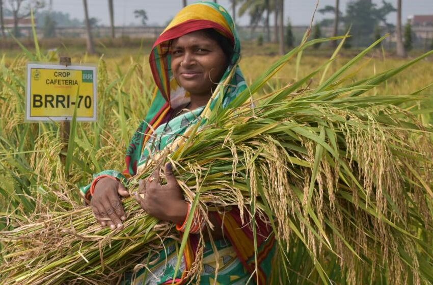  Índia: Exportações de arroz ultrapassam recorde de US$ 11 bilhões