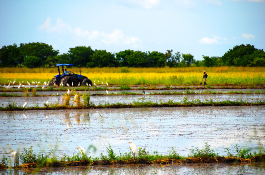  Nicarágua registra aumento na colheita de arroz no inverno de 2023