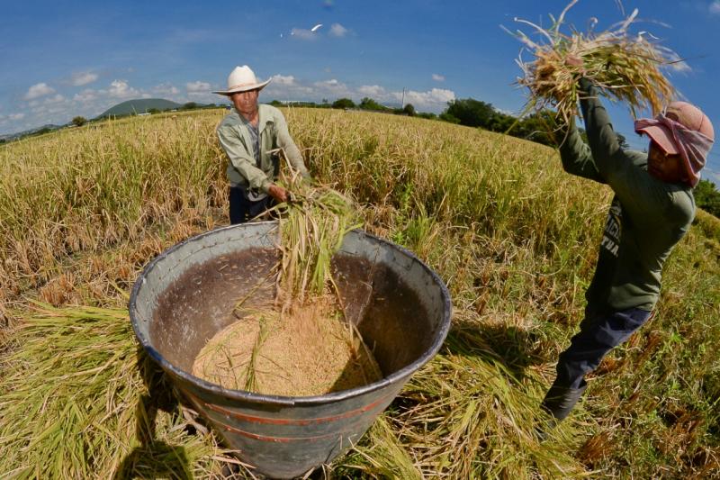  México: produção de arroz caiu 18%, diz Siap