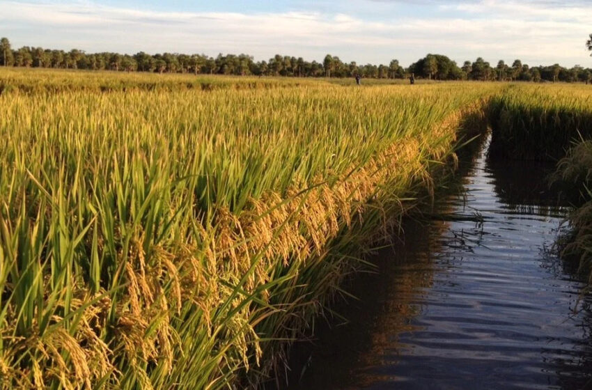  Devido à seca, a Argentina abandonou 11% da área de arroz nesta safra