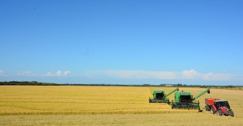  Colheita de arroz em Santa Catarina reduzirá 2%, prevê Epagri