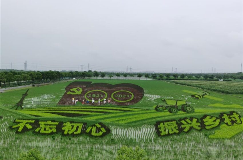  Xangai: moradores da cidade experimentam o plantio de arroz