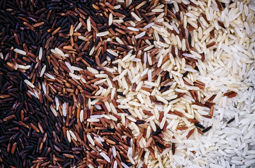  Do cultivo milenar à era da inteligência artificial: a evolução da produção de arroz