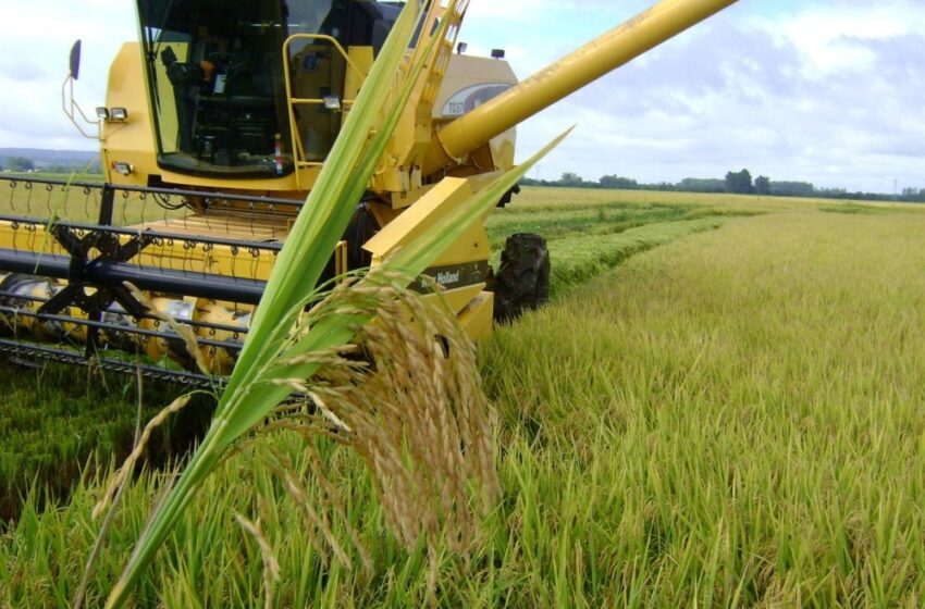  Maranhão é o maior produtor de arroz do Nordeste