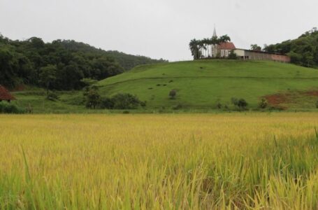 Produção de arroz em Guaramirim, SC. (Foto: Divulgação JDV)
