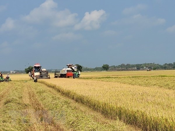  Vietnã aprova estratégia de desenvolvimento da exportação de arroz