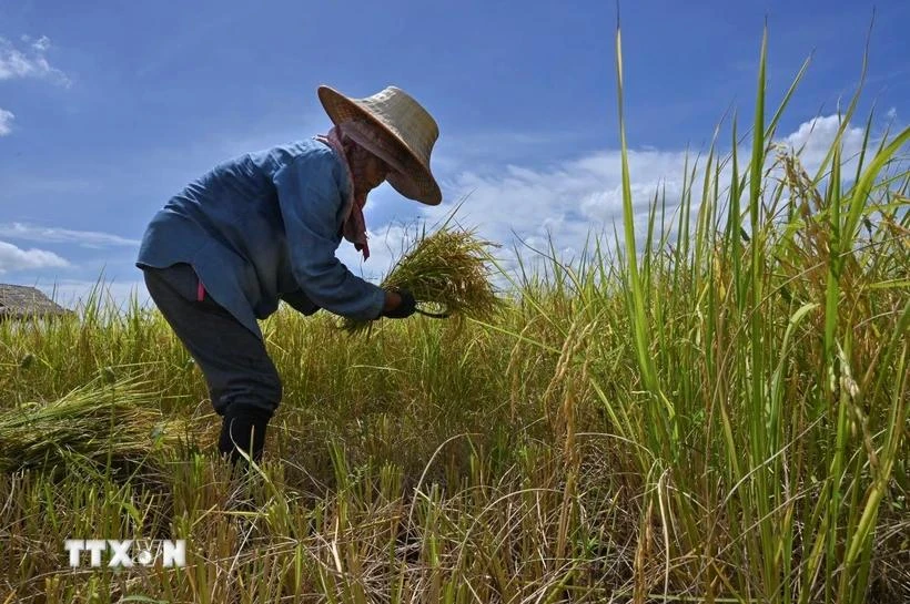  Exportação de arroz da Tailândia em 7 meses aumenta quase 22%