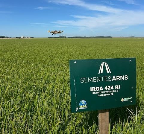  Grupo Arns discute manejo de alta produtividade do arroz em manhã de campo