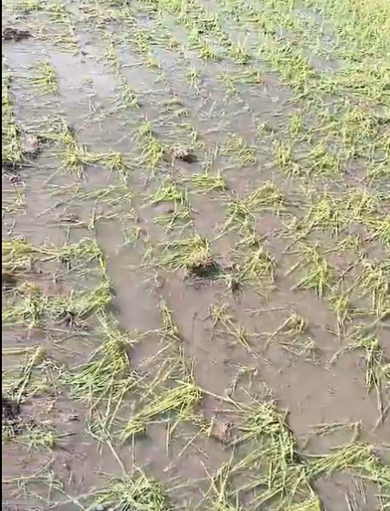  Chuva de granizo arrasa centenas de hectares no Uruguai