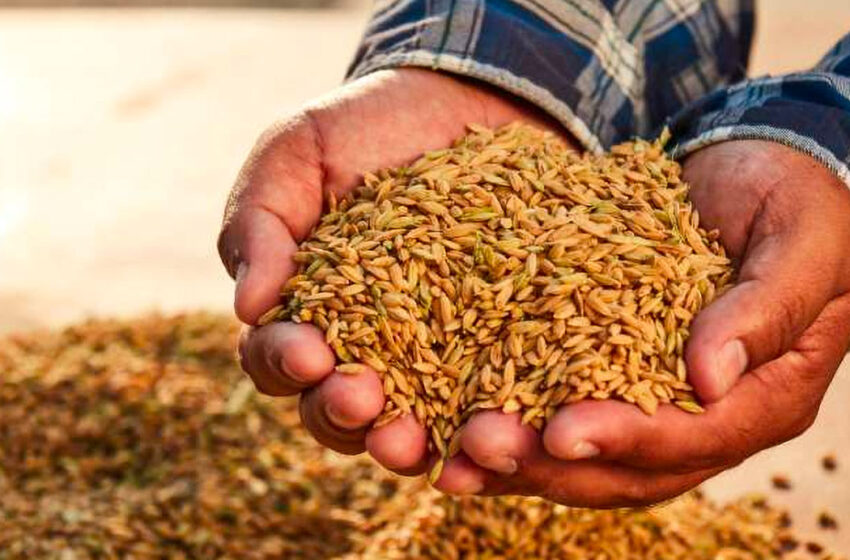  Preços do arroz indiano ampliam quedas