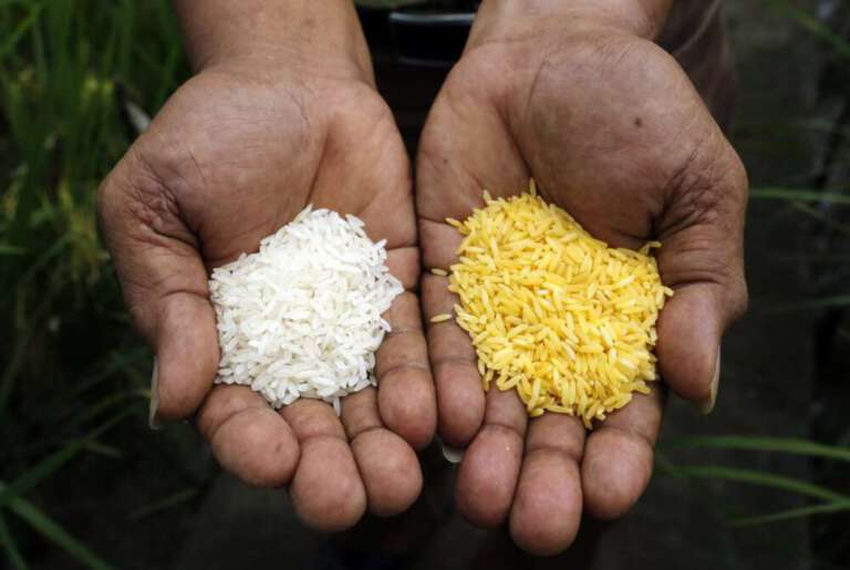  A promessa de arroz dourado em perigo